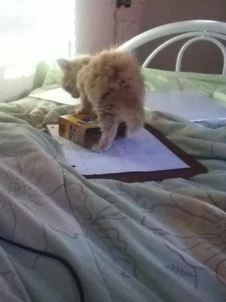 Jack! Get off my homework! DX