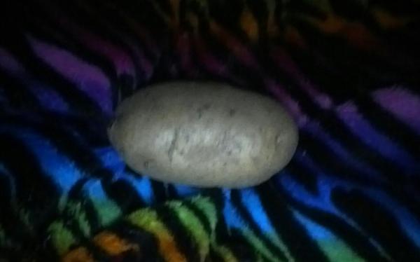 Potato