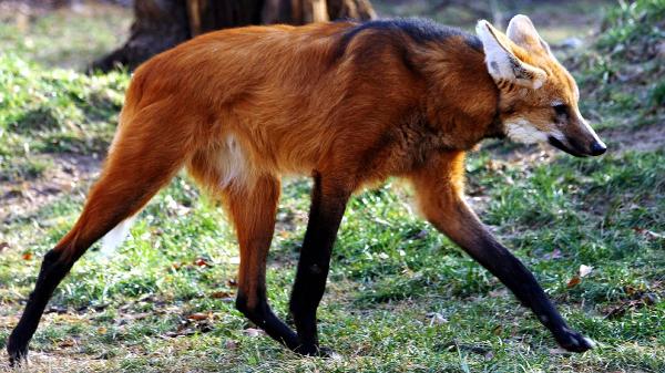 Maned Wolf