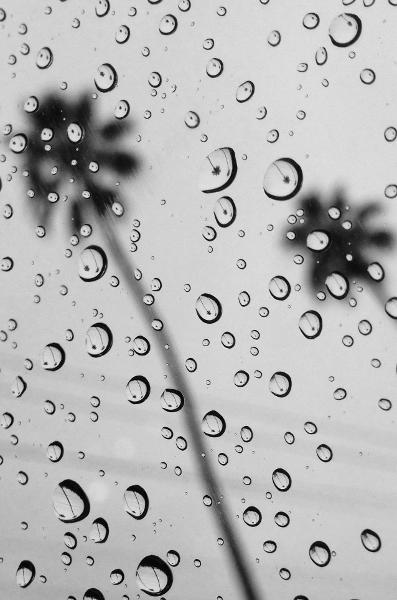 Each raindrops reflects both palm trees, but upside down :D