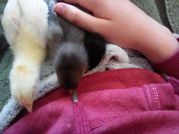 3 little chickens are sleeping on me. My heart is melting-