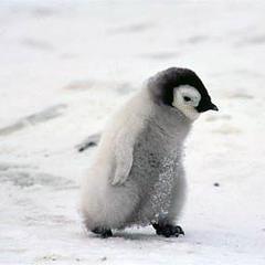 bluepenguin