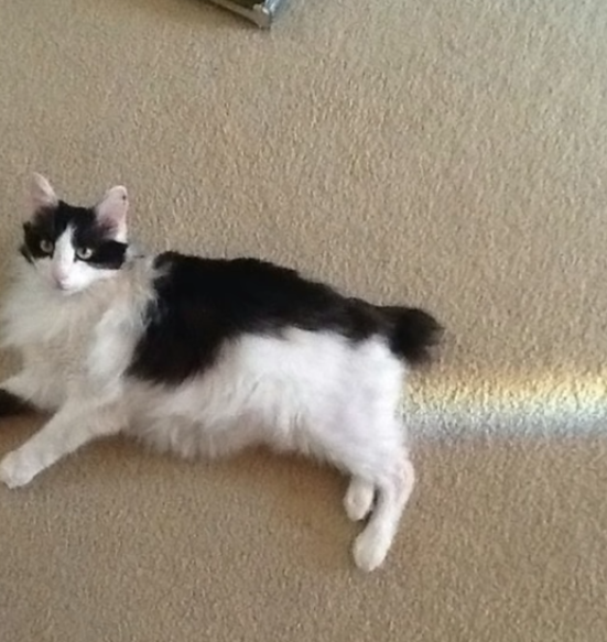 Nyan Cat