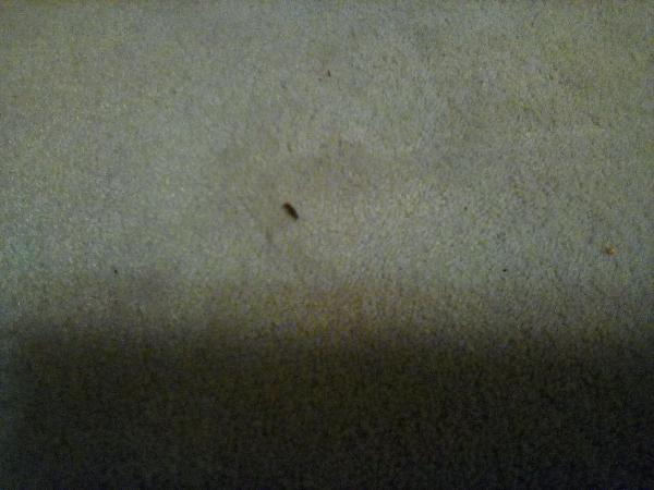THERES A FUCCKING BABY MILLIPEDE IN MY ROOM GOD HELP ME QMQ TW// BUGS