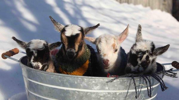 lil kiddos in bucket :'^)