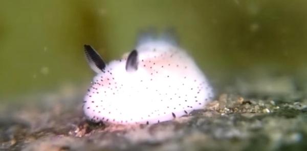 sEA BUNNY