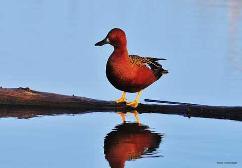 cinnamon teal ducks are the prettiest ducks and are my favorite