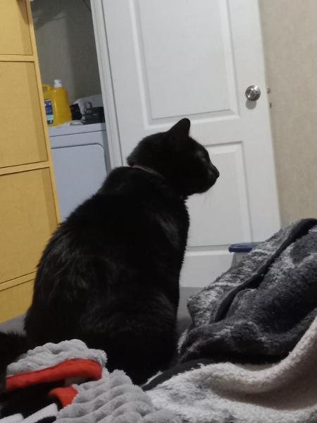 He's sad bc I asked him to stop stepping in my tit :<