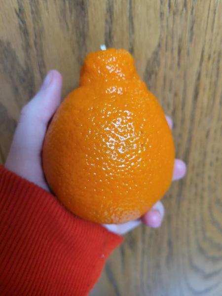 This orange wanna be a pear so bad