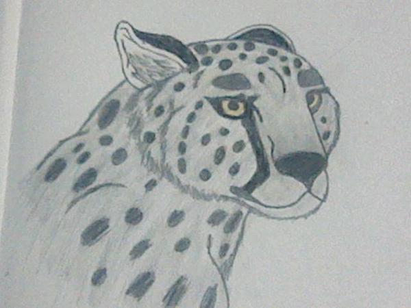 im still proud of my drawing [cheetah]