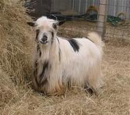 SILKY GOAT