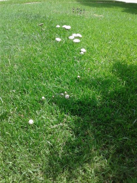 There were shrooms in my yard ;o