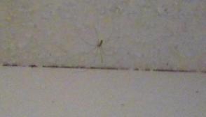 THERES A SPIDER IN MY ROOM.!!!! ??????