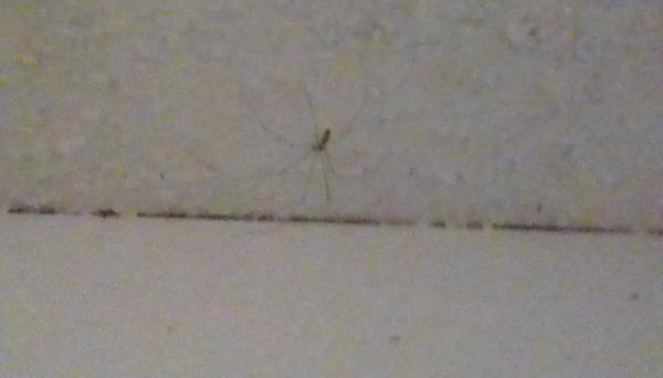 THERES A SPIDER IN MY ROOM.!!!! ??????